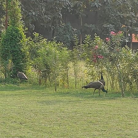 Nature Homestay Варанаси Екстериор снимка