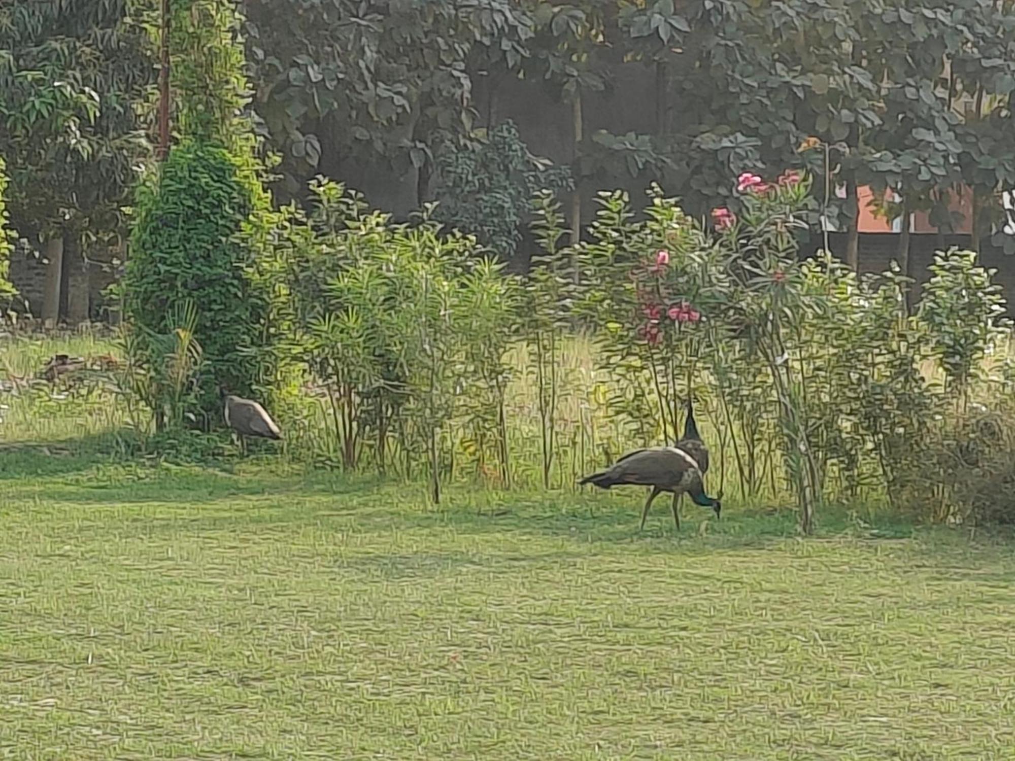 Nature Homestay Варанаси Екстериор снимка